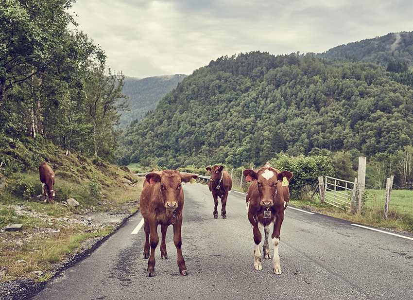 Cows in road, Norway.
